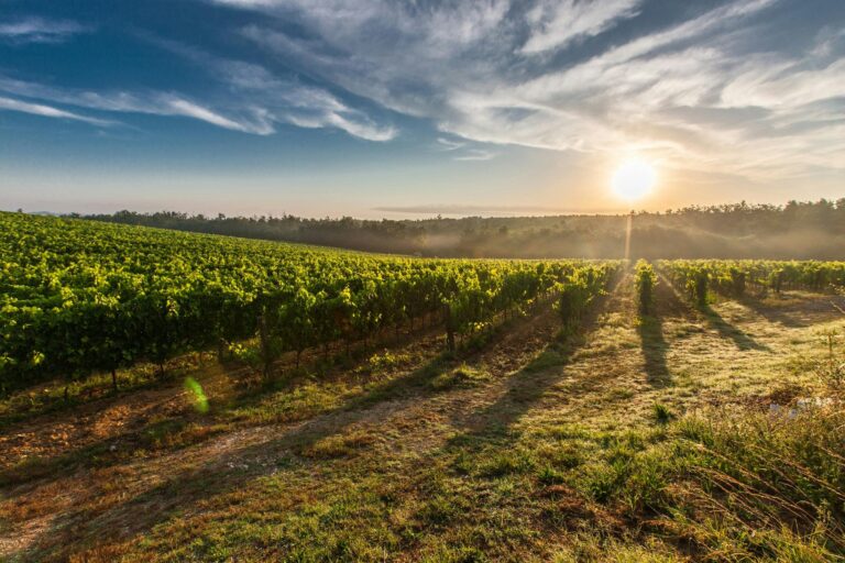 Best Yarra Valley Wineries: A Wine Lovers Guide to The Best Boutique Wine Makers in The Region