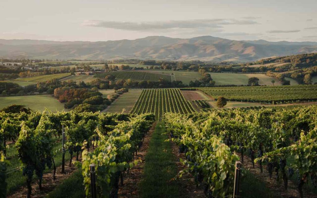 A view across the vineyards of a winery in the Yarra Valley with the hills in the background